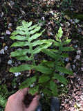 Netted Chain Fern Live Bundle 5-Pack - Rare Shade Plant Woodwardia areolata