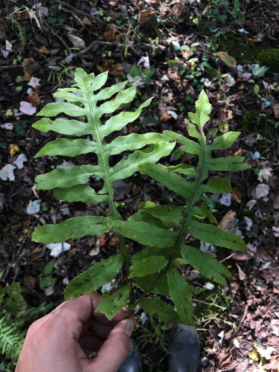 Netted Chain Fern Live Bundle 5-Pack - Rare Shade Plant Woodwardia areolata