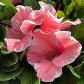 Encore Autumn Sunburst Azalea Starter Plant - Deciduous, Well-Rooted, Vibrant Color - Rhododendron x 'Autumn Sunburst'