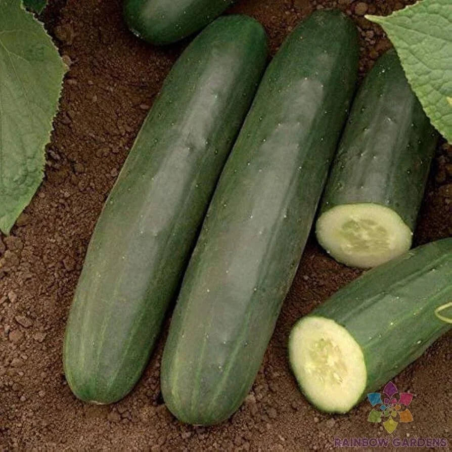Exocet Cucumber Seeds - 25+ Pack for Garden Planting - Cucumis sativus - USA Grown, Non-GMO, Free Shipping