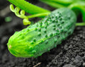 Premium National Pickling Cucumber Seeds - 20 Fresh Seeds - Cucumis sativus - Ideal for Home Gardening