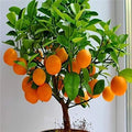 Bonsai Orange Tree Seeds - 40 Seeds - Fruit Bearing Bonsai - Citrus reticulata