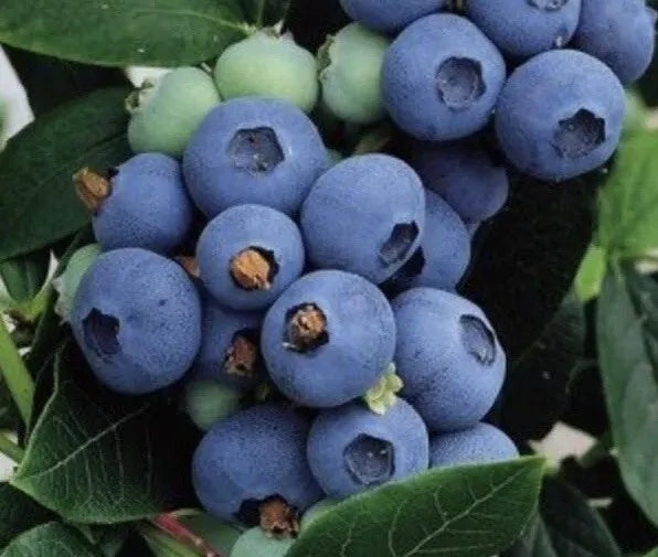 Highbush Blueberry Seeds 200+ Count | Northern Blueberry (Vaccinium Corymbosum) - USA Grown