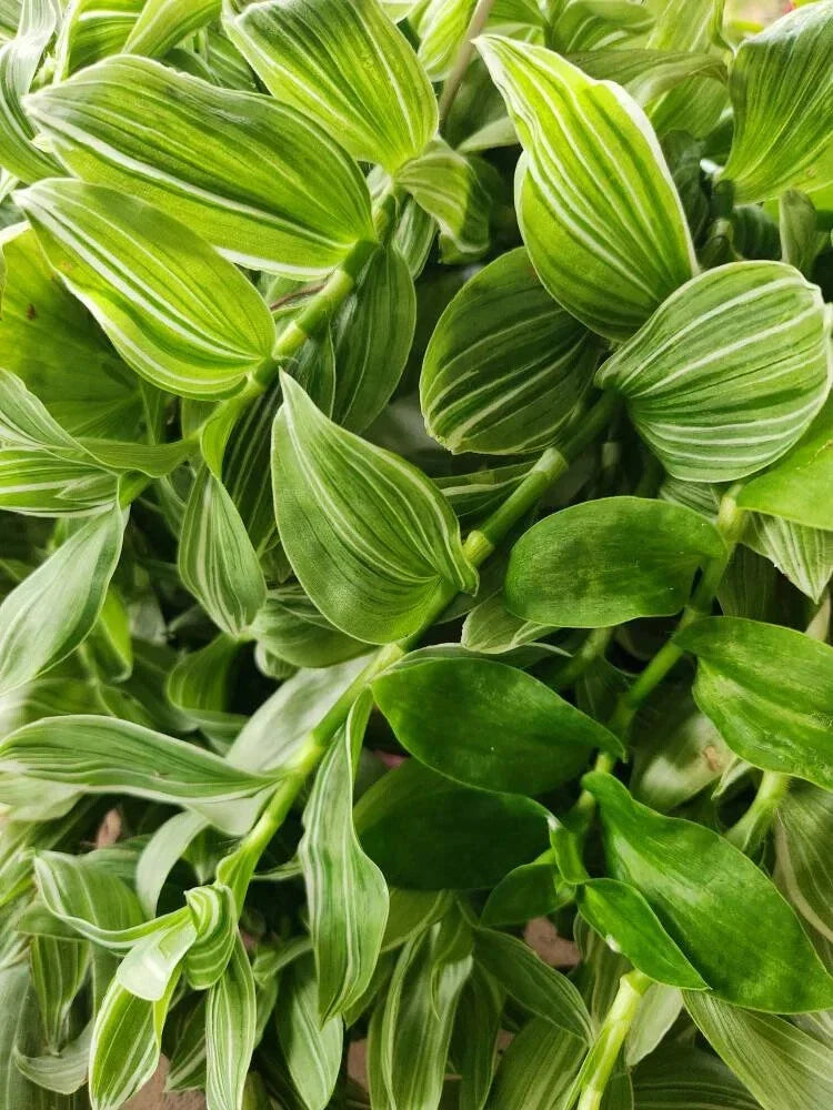 Tradescantia Sanna 'White Zebra' Plant - 4" Pot - Wandering Jew - Albiflora Albovitta - Variegated Foliage
