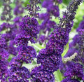 Buddleja Davidii 6” Purple Butterfly Bush Live Flower Plant Unrooted Cuttings - Attracts Butterflies, Easy to Grow