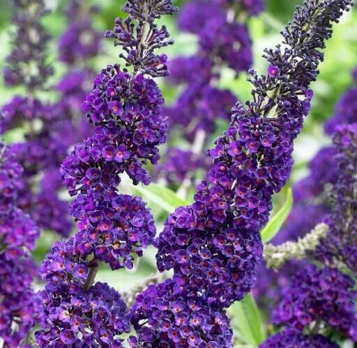 Buddleja Davidii 6” Purple Butterfly Bush Live Flower Plant Unrooted Cuttings - Attracts Butterflies, Easy to Grow