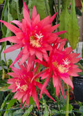 Epiphyllum Crystal Flash Orchid Cactus 4 Inch Pot - Well Rooted, Easy Care Succulent, Unique Houseplant