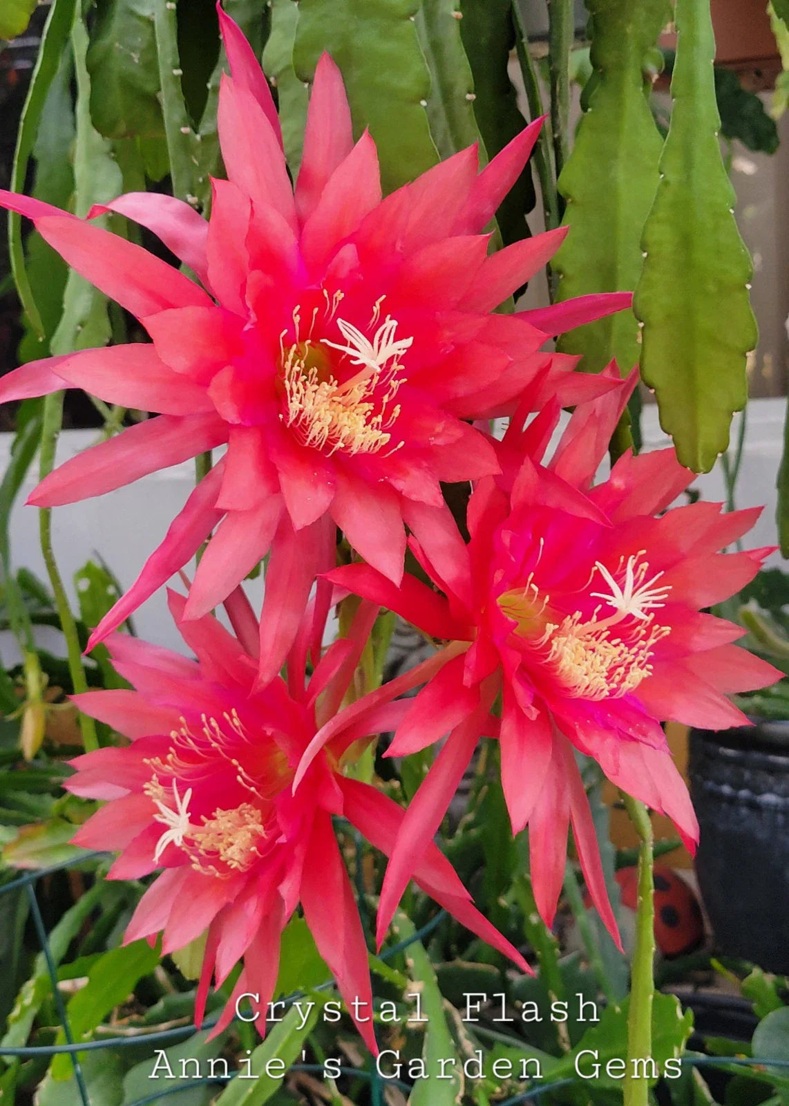 Epiphyllum Crystal Flash Orchid Cactus 4 Inch Pot - Well Rooted, Easy Care Succulent, Unique Houseplant