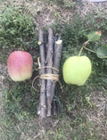 Organic Apple Tree Cuttings - 3 Fresh Cuttings - Malus domestica