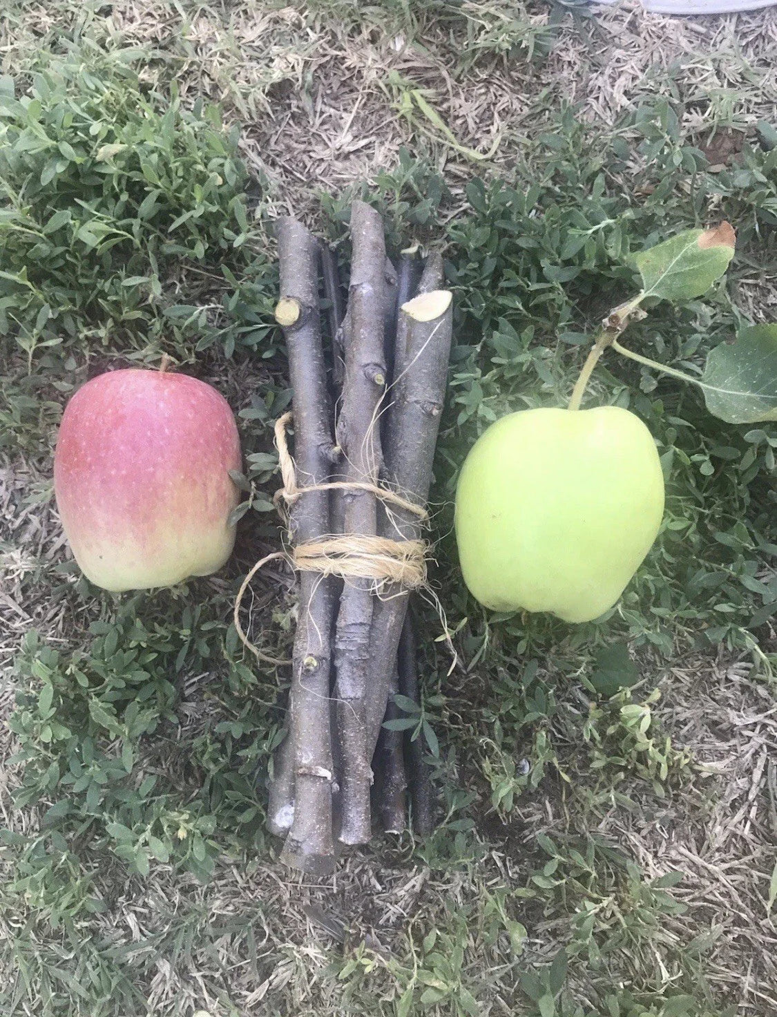 Organic Apple Tree Cuttings - 3 Fresh Cuttings - Malus domestica