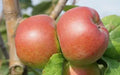 Reinette Rouge Etoilee Apple Seeds - 25+ Pack - Fruit Planting Seeds - Malus domestica - USA - Free Shipping