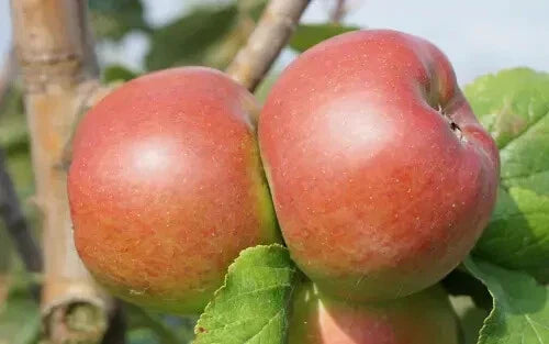 Reinette Rouge Etoilee Apple Seeds - 25+ Pack - Fruit Planting Seeds - Malus domestica - USA - Free Shipping