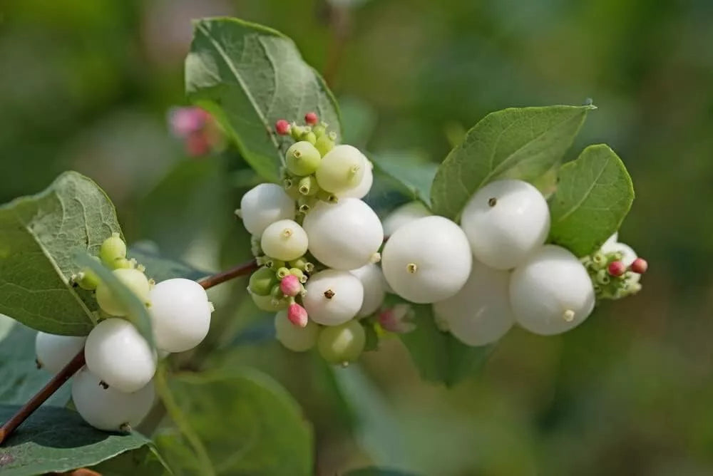 Snowberry Bush Seedlings - Symphoricarpos Albus - Native Shrub for Planting - No Ship to CA