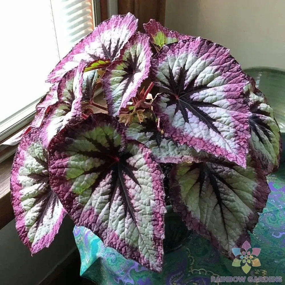 Two Tone Purple Rex Begonia Seeds - 25+ Seeds for Garden Planting - Begonia rex