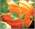 Big Max Pumpkin Seeds for Planting - 25 Non-GMO Giant Jack-O-Lantern Seeds - Cucurbita maxima