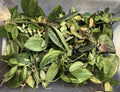 Hoya Cuttings Lot of 6 Uncommon Varieties, 3+ Nodes Each, Healthy Starter Plants, Hoya spp.