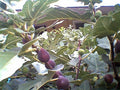 Fig Tree Cuttings 7 Pcs Marseilles Black Delicious Hardy Ficus carica