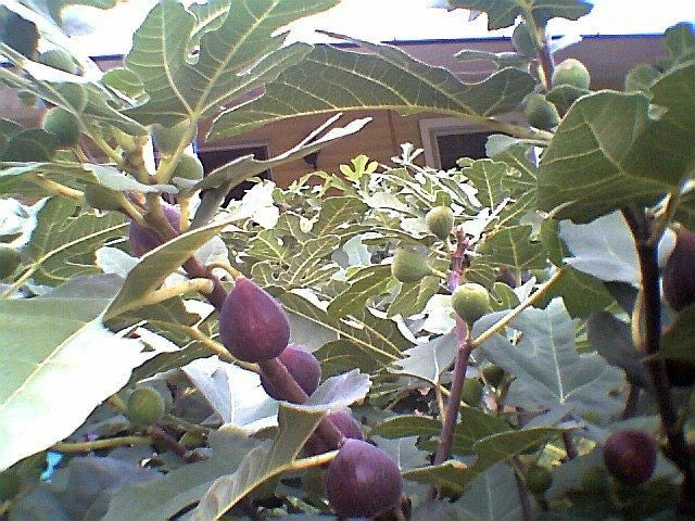 Fig Tree Cuttings 7 Pcs Marseilles Black Delicious Hardy Ficus carica