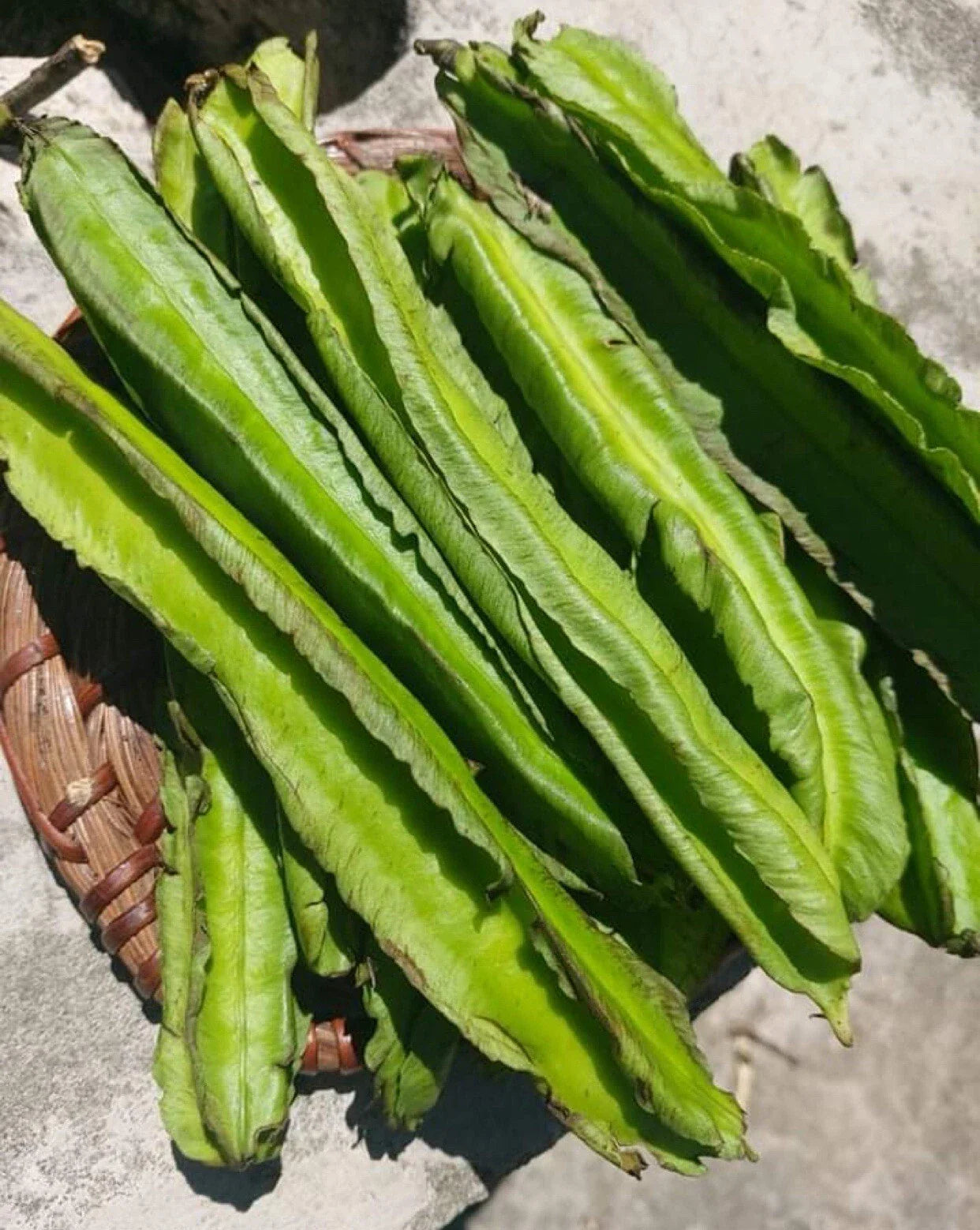 Winged Bean Seeds - 15+ Pack, Dragon Bean, Đậu Rồng Sigarilyas, Tropical Edible Plant Seeds, Free Shipping US