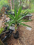 XL Yucca Plant 10" Pot Soft-tip Spineless Gigantea Yucca Elephantipes Mature Indoor Tree