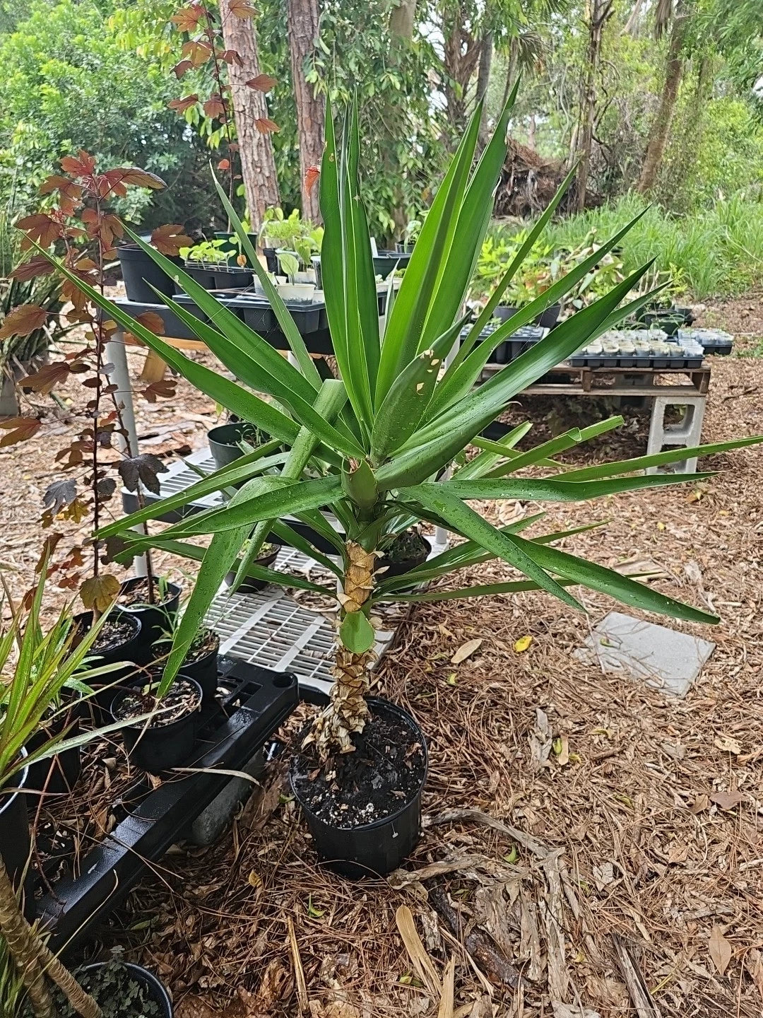XL Yucca Plant 10" Pot Soft-tip Spineless Gigantea Yucca Elephantipes Mature Indoor Tree