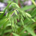 Northern Sea Oat Seeds, 30 Seeds, Ornamental Perennial, Chasmanthium latifolium