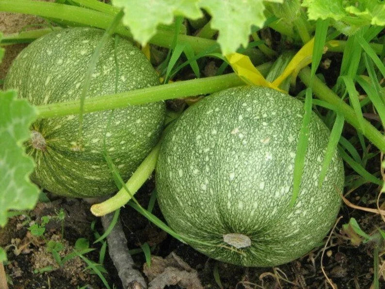 Round Zucchini Summer Squash Seeds, Non-GMO, Various Pack Sizes, Cucurbita pepo - Free Shipping
