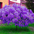 Chinese Blue Wisteria Tree Seeds - 5 Pack - Fast Climbing Flower Vine - Wisteria sinensis