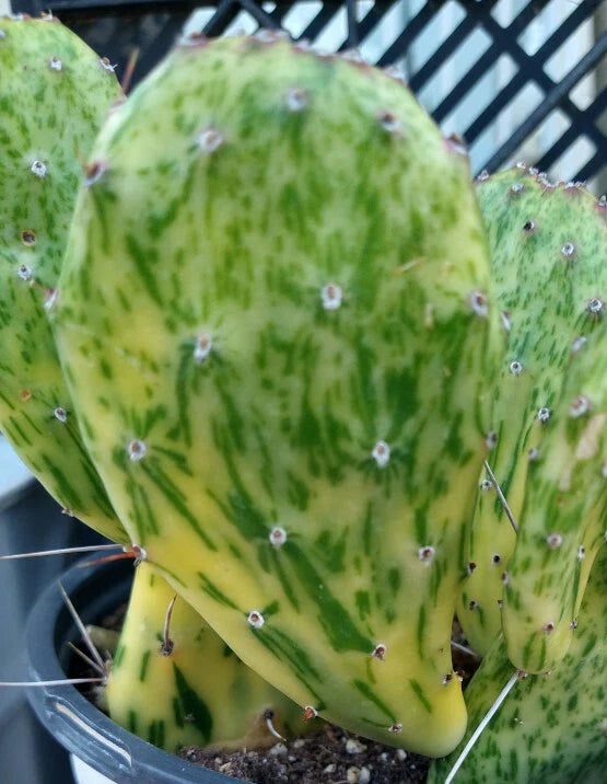Variegated Prickly Pear Cactus - 1 Pad - Opuntia cochenillifera
