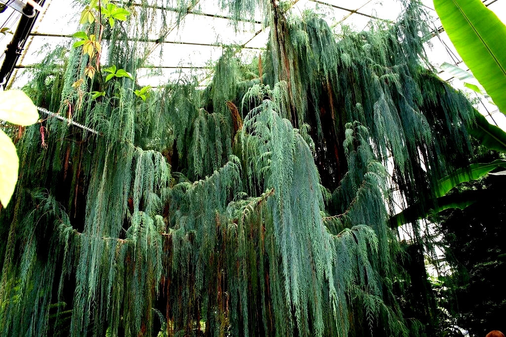 Weeping Cypress Tree Seeds - Blue Evergreen - Cupressus Cashmeriana - Kashmir Bhutan Variety