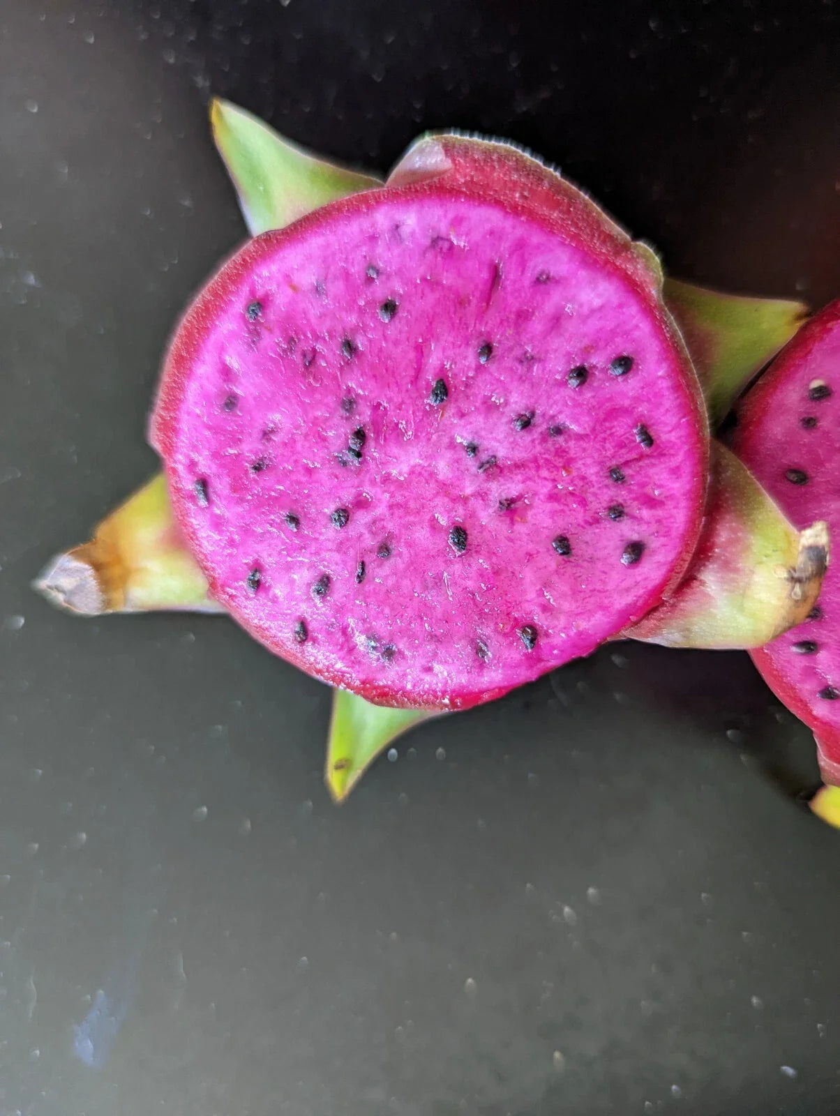 Dragon Fruit Cutting 6+ inches Purple Haze Organic Pitaya (Hylocereus undatus)