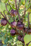 Deep Purple Tomatillo Seeds 50 Ct, Really Purple, Non-GMO, Physalis ixocarpa, USA Grown