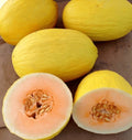 Fresh Sweet Crenshaw Melon Seeds - 20 Premium Quality Seeds - High Germination Rate - Cucumis melo var. inodorus