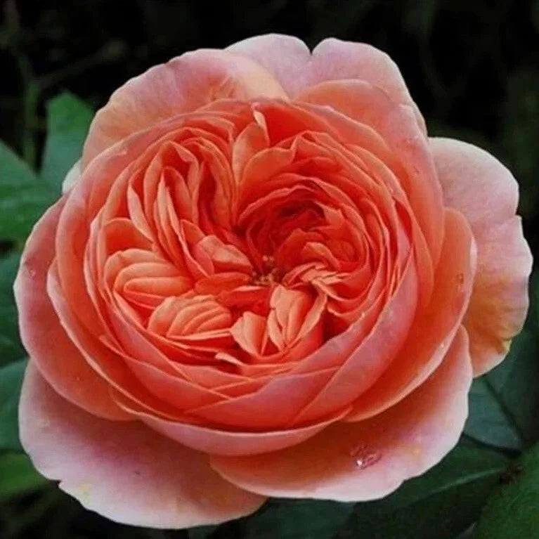 Chippendale Rose Cuttings - 3 Super Rare Rooting/Grafting Cuttings - Rosa spp.
