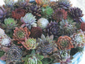 Succulent Plants 9 Varieties Hen and Chick Sempervivum Cold Hardy Indoor Outdoor