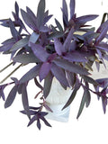 15 Purple Heart Cuttings - Wandering Tradescantia Pallida Purpurea - Live Plant Cuttings for Propagation