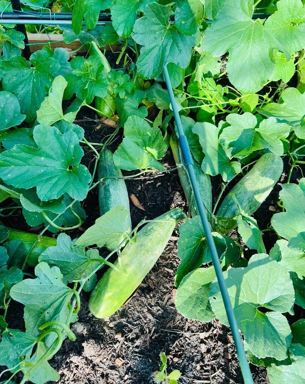 Honey Green Flesh Melon Seeds - 20+ Seeds - Sweet Melon Variety (羊角酥甜瓜) - High-Quality Fruit Seeds