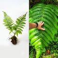 Live Cyathea Horrida Tree Fern 6" - Exotic Rare Plant with Big Leaves for Unique Indoor/Outdoor Decor