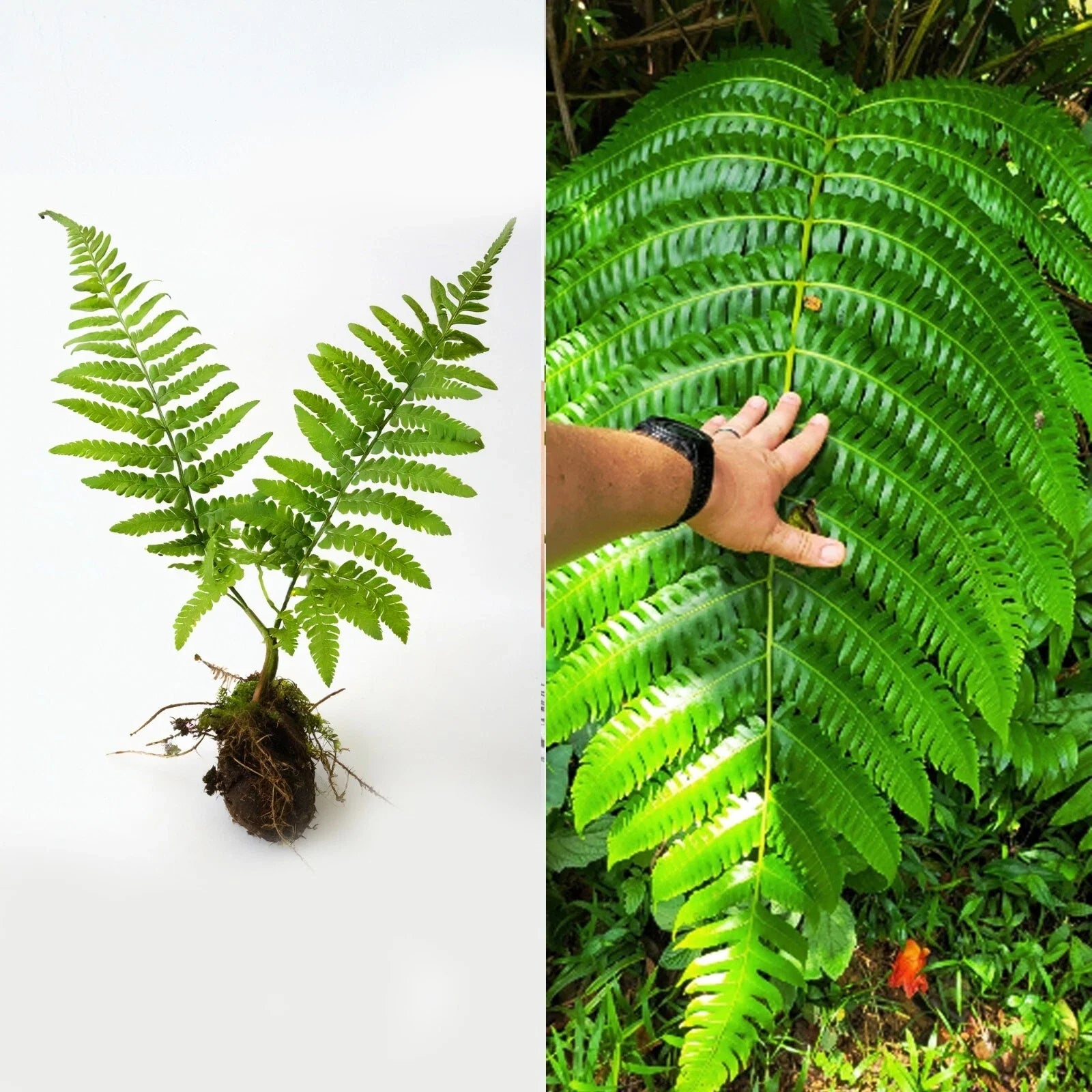 Live Cyathea Horrida Tree Fern 6" - Exotic Rare Plant with Big Leaves for Unique Indoor/Outdoor Decor