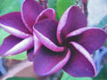 Purple Plumeria Seeds - 5 Perennial Flower Seeds - Frangipani - US Seller