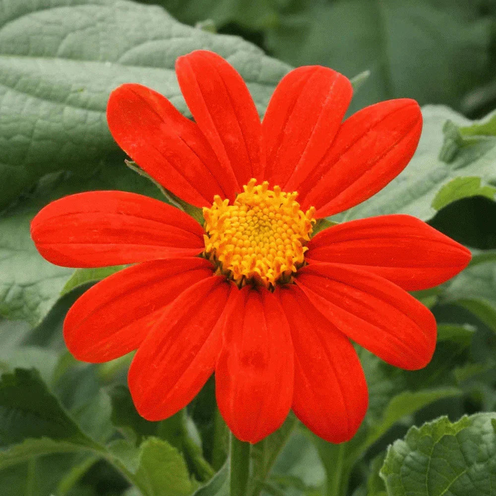 Mexican Sunflower Seeds - 100+ Count - Tithonia Rotundifolia - Colorful Garden Flowers for 2025 Planting
