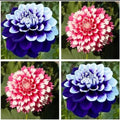Dahlia Seeds 20pcs - Varying Colors - USA Seller - Perennial Flowers (Dahlia spp.)