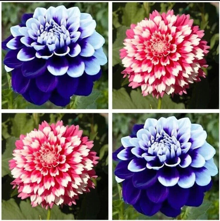 Dahlia Seeds 20pcs - Varying Colors - USA Seller - Perennial Flowers (Dahlia spp.)