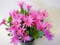 Easter Cactus Starter Plant - Rhipsalidopsis - 2 Named Varieties - Pink Flowers - Perfect for Home Decor