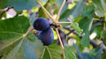 LSU Purple Fig Seeds - 100+ Count - Garden Planting - Ficus carica - USA