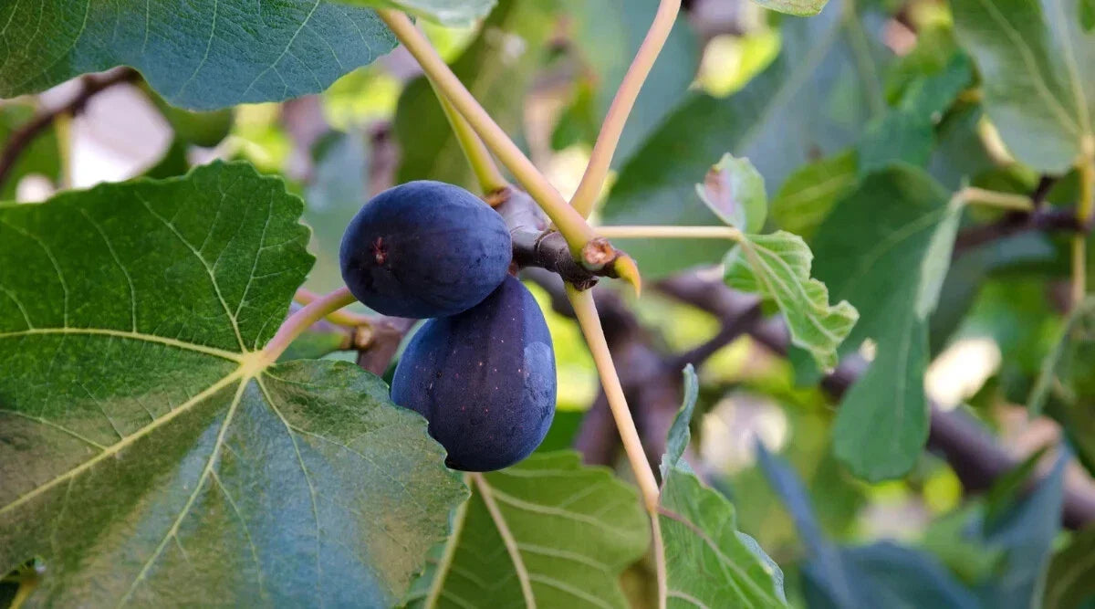 LSU Purple Fig Seeds - 100+ Count - Garden Planting - Ficus carica - USA