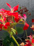 Geranium Cuttings 6" Red Pelargonium FIREWORKS Live Flower Plant - Unrooted