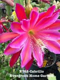 Epiphyllum Orchid Cactus Plant "Cabrillo" in 4” Starter Pot - Rooted Succulent for Indoor Gardening (Epiphyllum spp.)