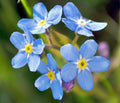 Forget Me Not Flower Seeds - 100 Fresh Seeds - Myosotis spp. - Non-GMO, Easy to Grow, Perfect for Gardens