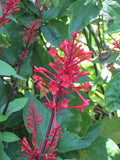 Fire Spike Red Rooted Starter Plant - Odontonema strictum - Attracts Hummingbirds